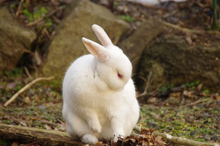 rabbit, bunny, animal, hares, wild, animal themes, mammal, one animal, rabbit - animal, white color