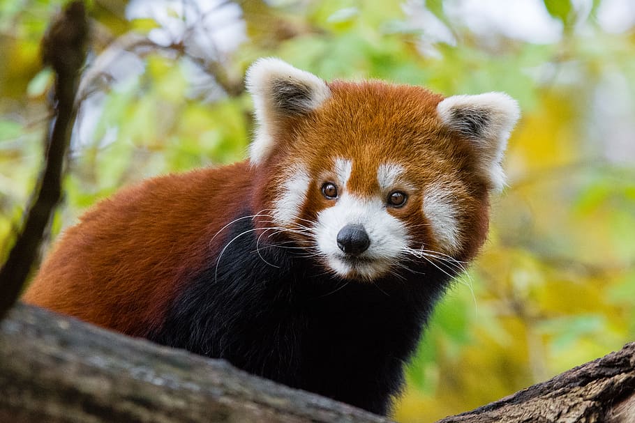 Panda vermelho, panda vermelho na árvore, um animal, animal, temas de animais, animais selvagens, mamífero, animais em estado selvagem, árvore, panda - animal