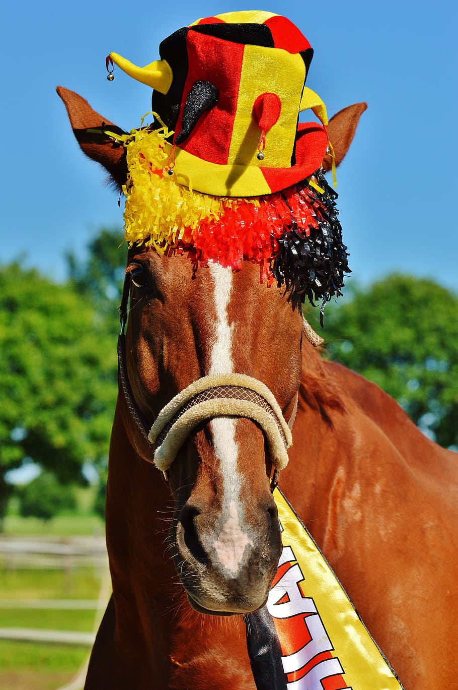 brown, horse, wearing, multicolored, hat, european championship, football, 2016, germany, france