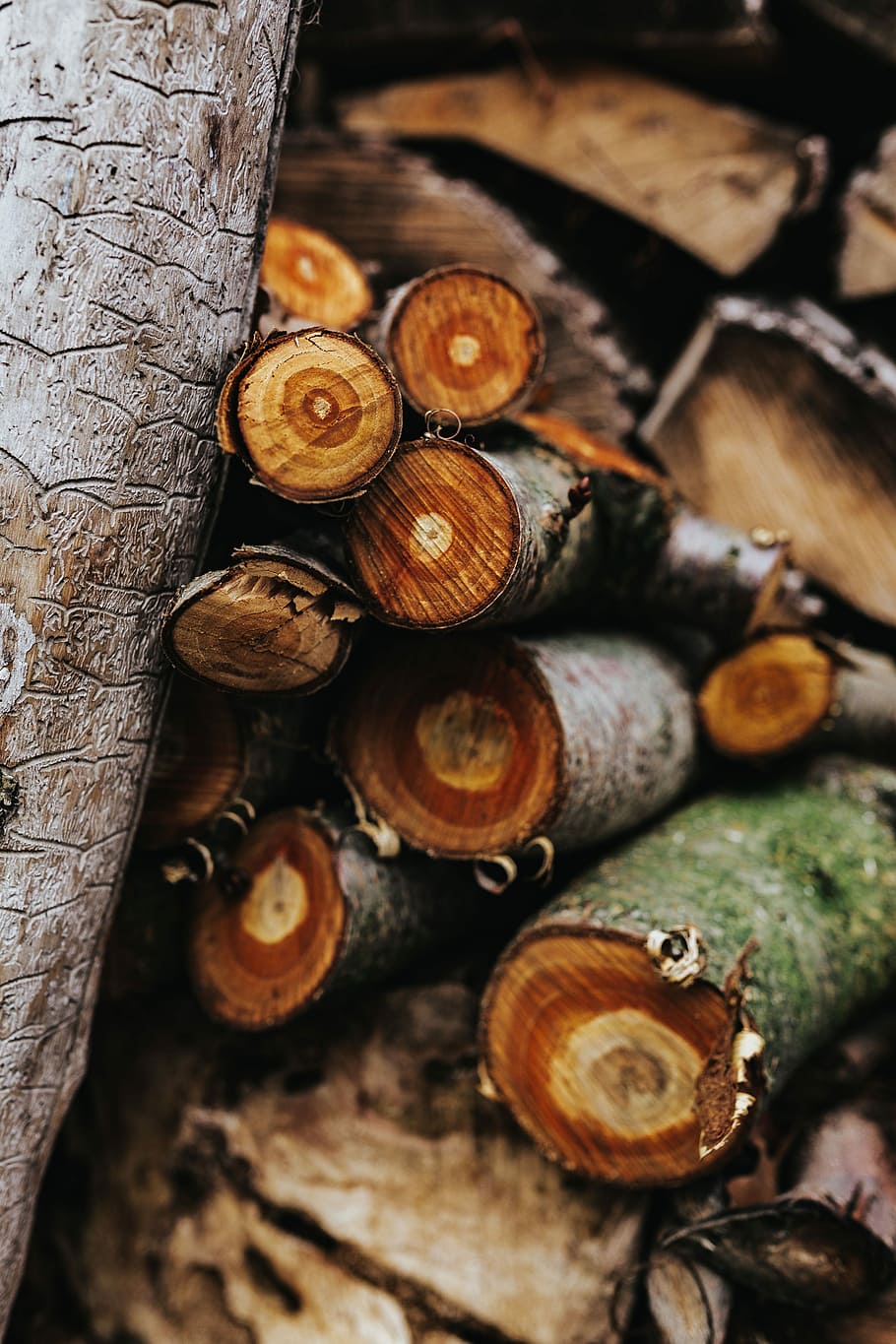 wooden logs, Wooden, logs, wood, forest, trunks, timber, wood - Material, tree, nature
