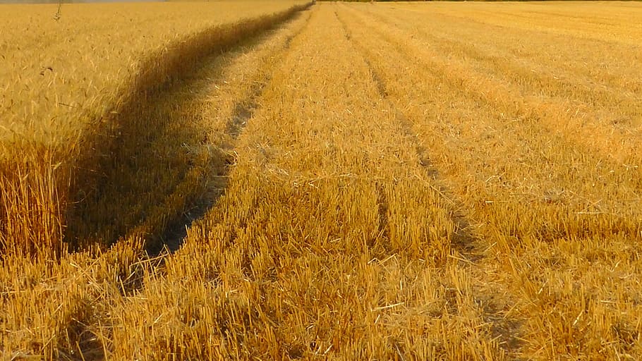 grain harvest, cornfield, grain field, harvest, field, ripe, harvesting, wheat, wheat field, spike