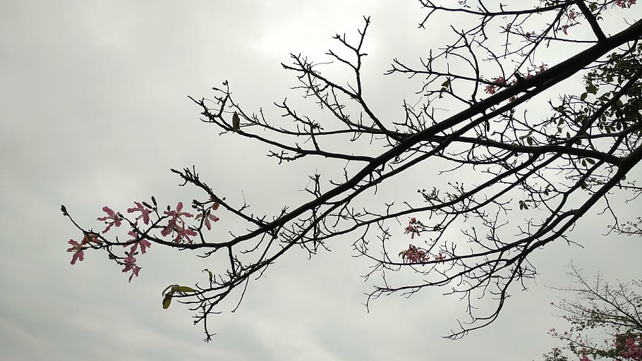 kapok, flower, dark, tree, branch, plant, nature, sky, springtime, beauty in nature