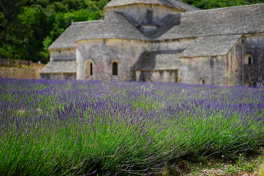lavender, farm, gray, castle photo, flowers, blue, lavender field, abbaye de sénanque, monastery, abbey