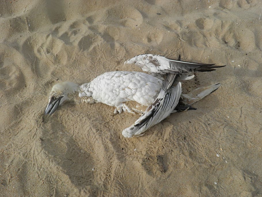 Dead Bird, Beach, Pollution, bird, conservation, stork, environment, sea, ecology, polluted