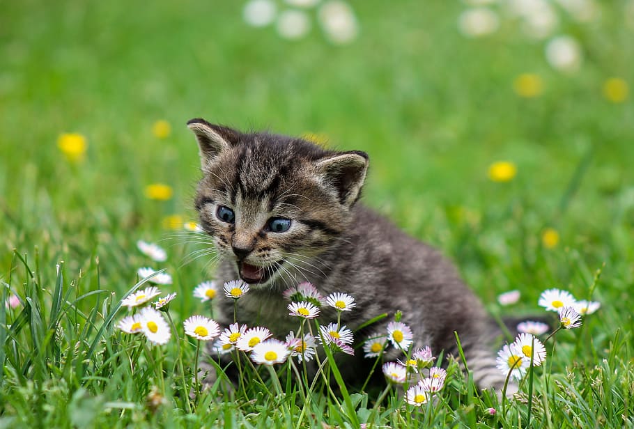 abu-abu, kucing, atas, hijau, rumput rumput, kucing anak, kucing domestik, hewan, hewan peliharaan, bunga