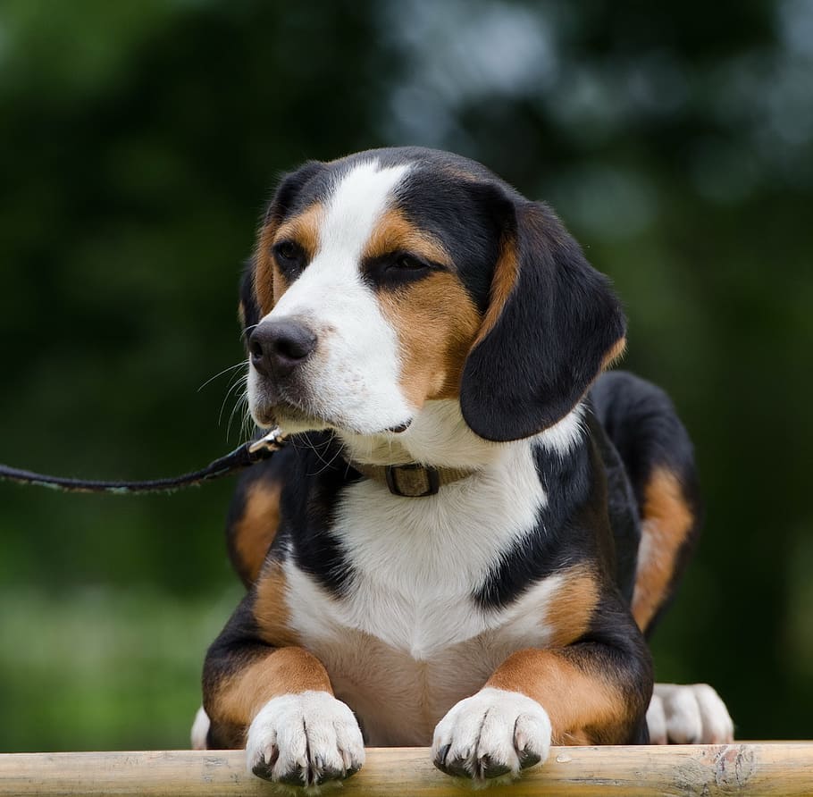 híbrido, bonitinho, raça mista beagle, engraçado, peles, atenção, cão pequeno, um animal, cachorro, canino