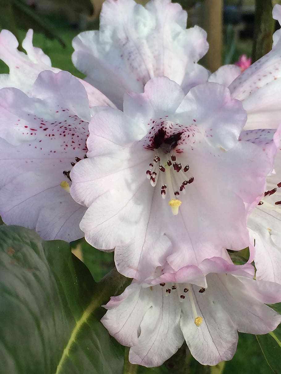 Rhododendron, White, Flowers, Ever Green, white flowers, flower, close-up, fragility, pink color, blossom