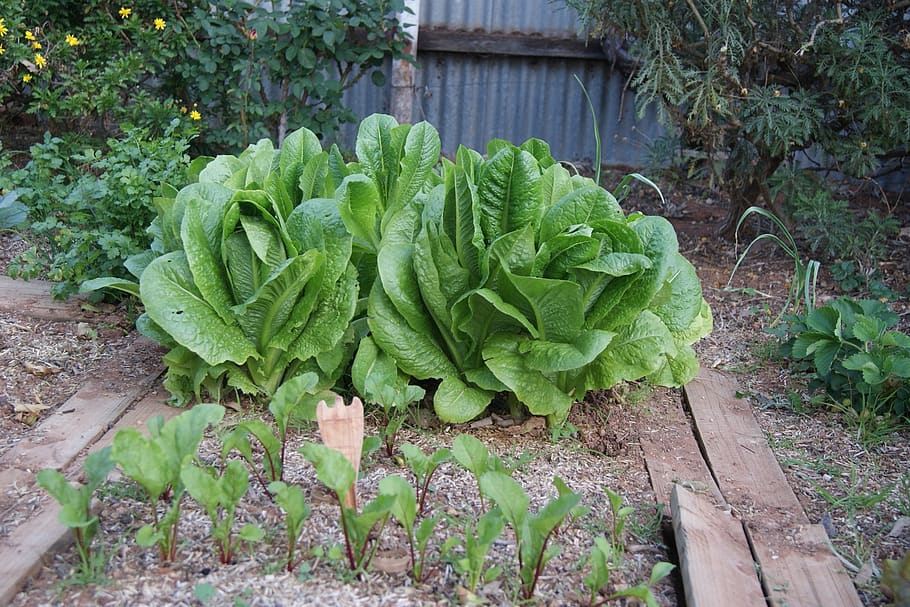 lettuce, vegetable garden, beetroot, green color, food and drink, vegetable, growth, plant, food, freshness