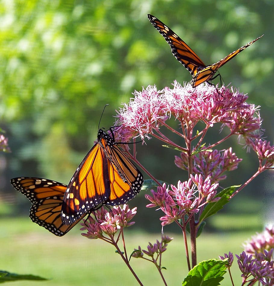 tres, mariposas de color naranja y negro, rosa, flor ixora, diurna, selectiva, fotografía de enfoque, mariposa, monarca, insecto