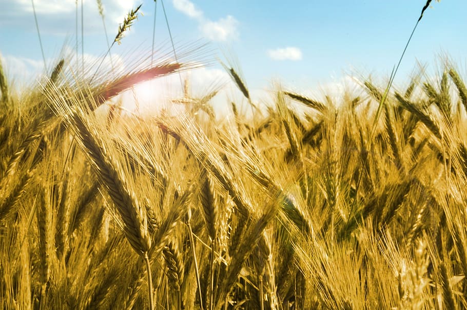 dried, wheat photo, white, blue, clouds, daytime, corn, rye, kłos, grains