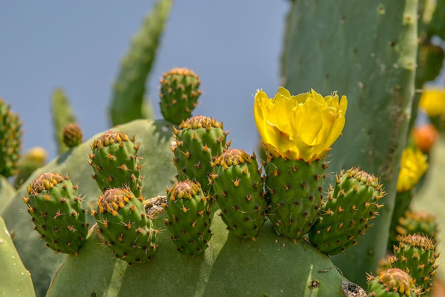 closeup, green, cacti plant, cactus, juice plant, thorn, plant, barbed, blossom, bloom