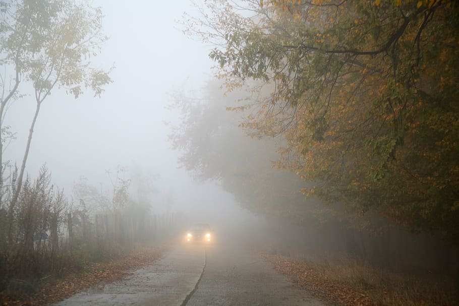car, road, covered, fogs, fog, autumn, mist, foggy, forest, nature
