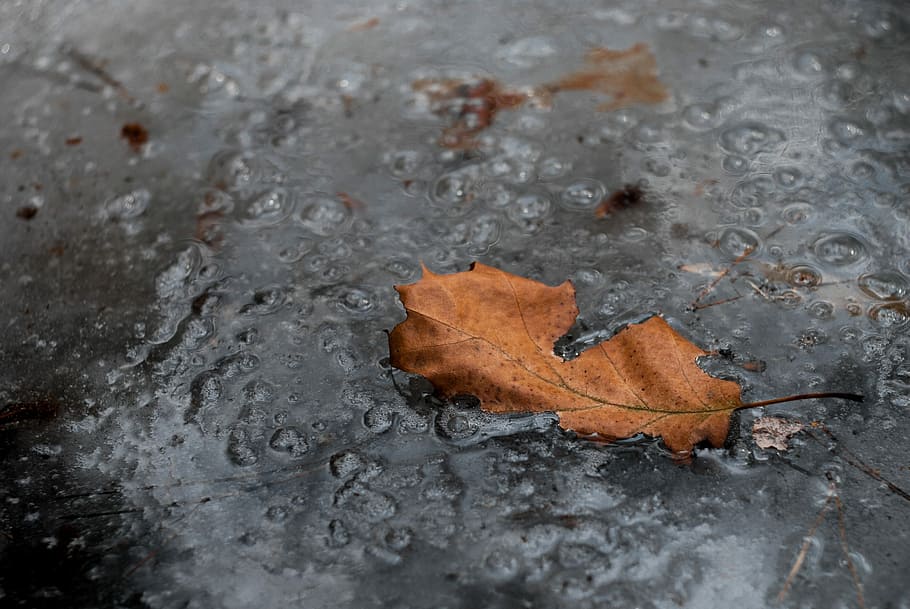 nature, water, background, winter, sheet, autumn, change, plant part, leaf, dry