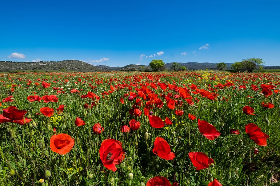 red, poppy field, clear, blue, sky, landscape, poppies, field of poppies, beauty, field
