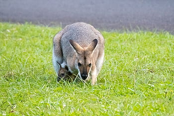 Tierno CANGURO BEBE en su bolsa - kangaroo baby 