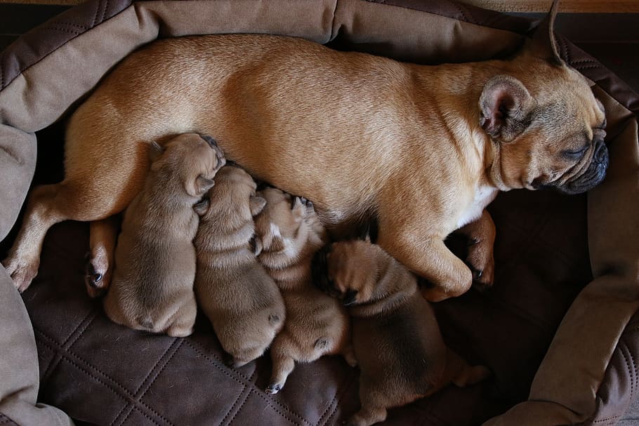 french, dog, pet, cute, puppy, bulldog, animal, sweet, fur, love