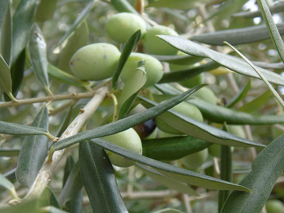 olive tree, leaves, oval, plants, oliva, leaf, branches, branch, green olives, olive plants