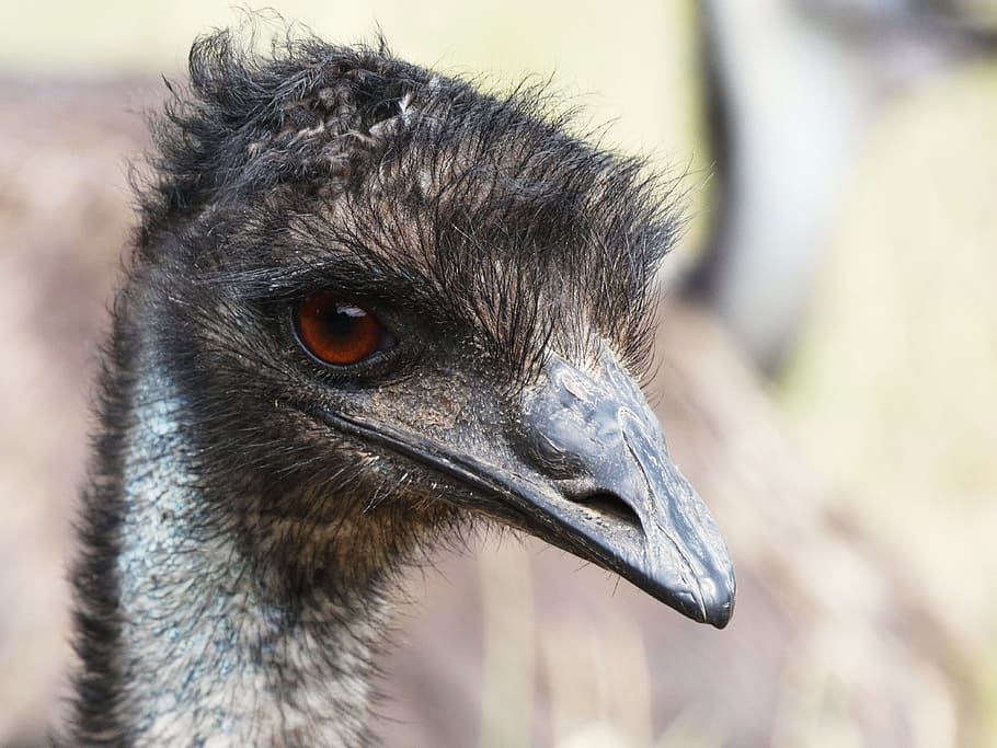Emu, Head, Eye, Face, Fur, emu head, bill, close, flightless laufvogel, portrait