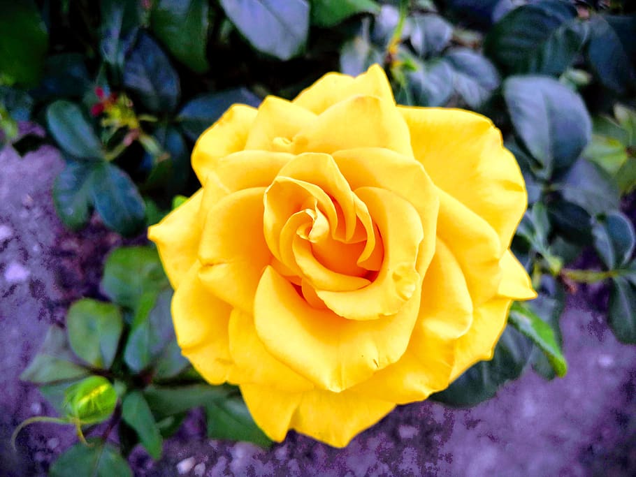 rosa, flor, amarillo, rosa amarilla, brillante, planta floreciendo, pétalo, belleza en la naturaleza, planta, fragilidad