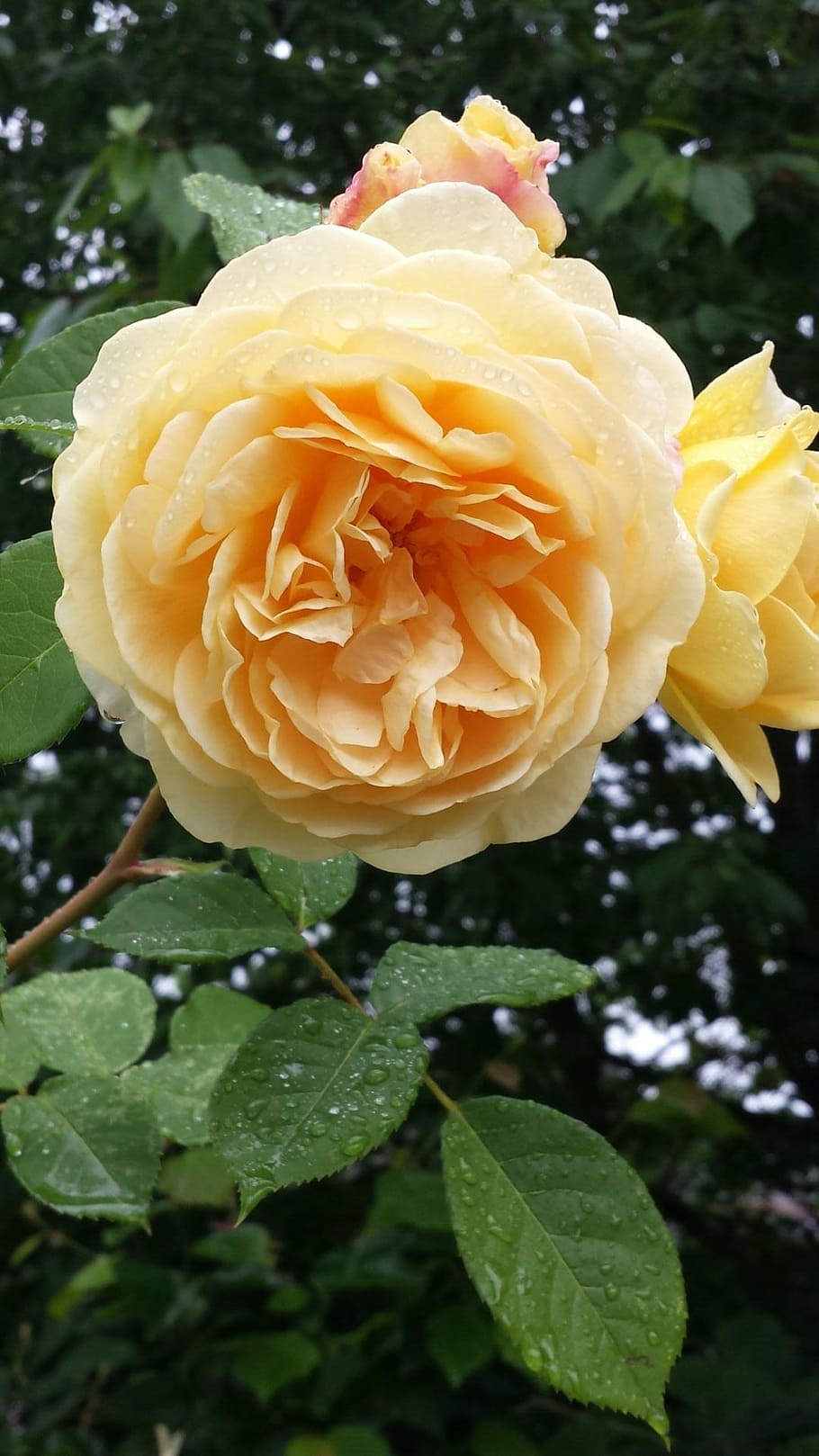 mawar ruffle ganda, mawar kuning, mekar, bunga, flora, tanaman, tanaman berbunga, keindahan di alam, daun bunga, kepala bunga