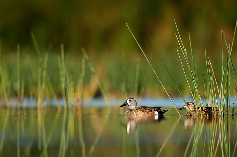 two, brown, mallard ducks, swan, beak, bird, water, river, lake, plant