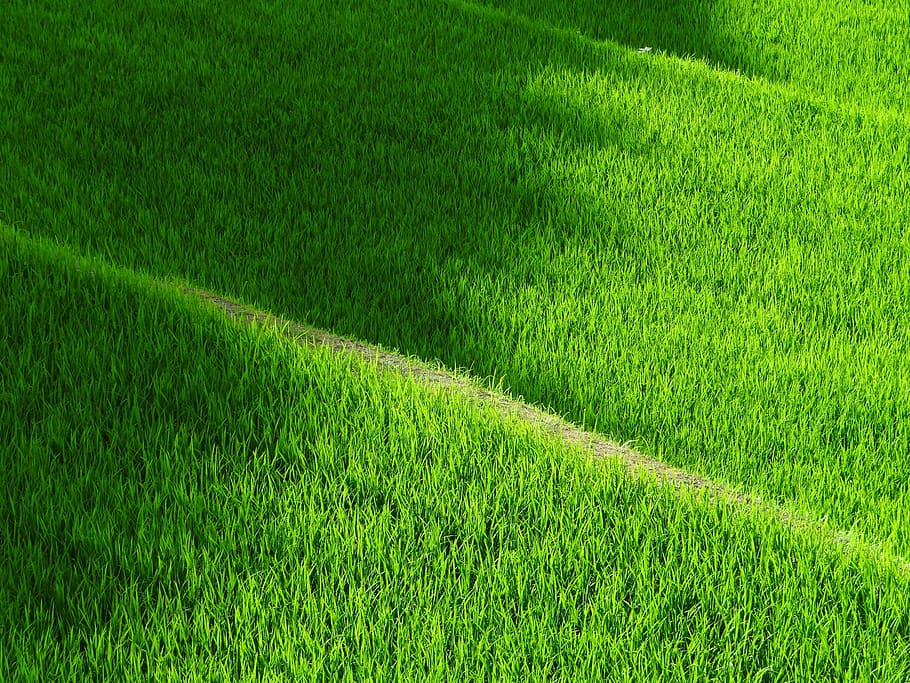 green grass field, rice terraces, yamada's rice fields, japan, rice, green, green color, grass, plant, land