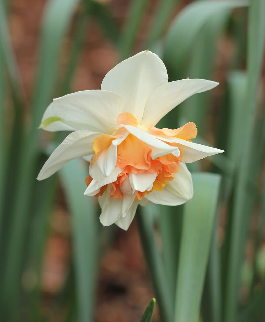 selective, focus photography, orange, white, columbine flowers, daffodil, bicolor, narcissus, flowering plant, flower