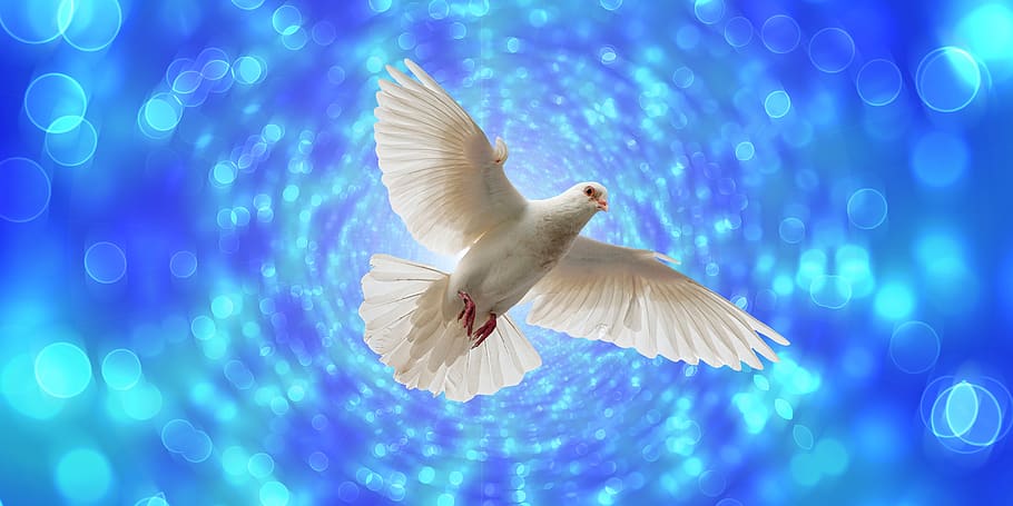 dove, flight, flying, bokeh, pentecost, wing, dom, harmony, peace dove, animal