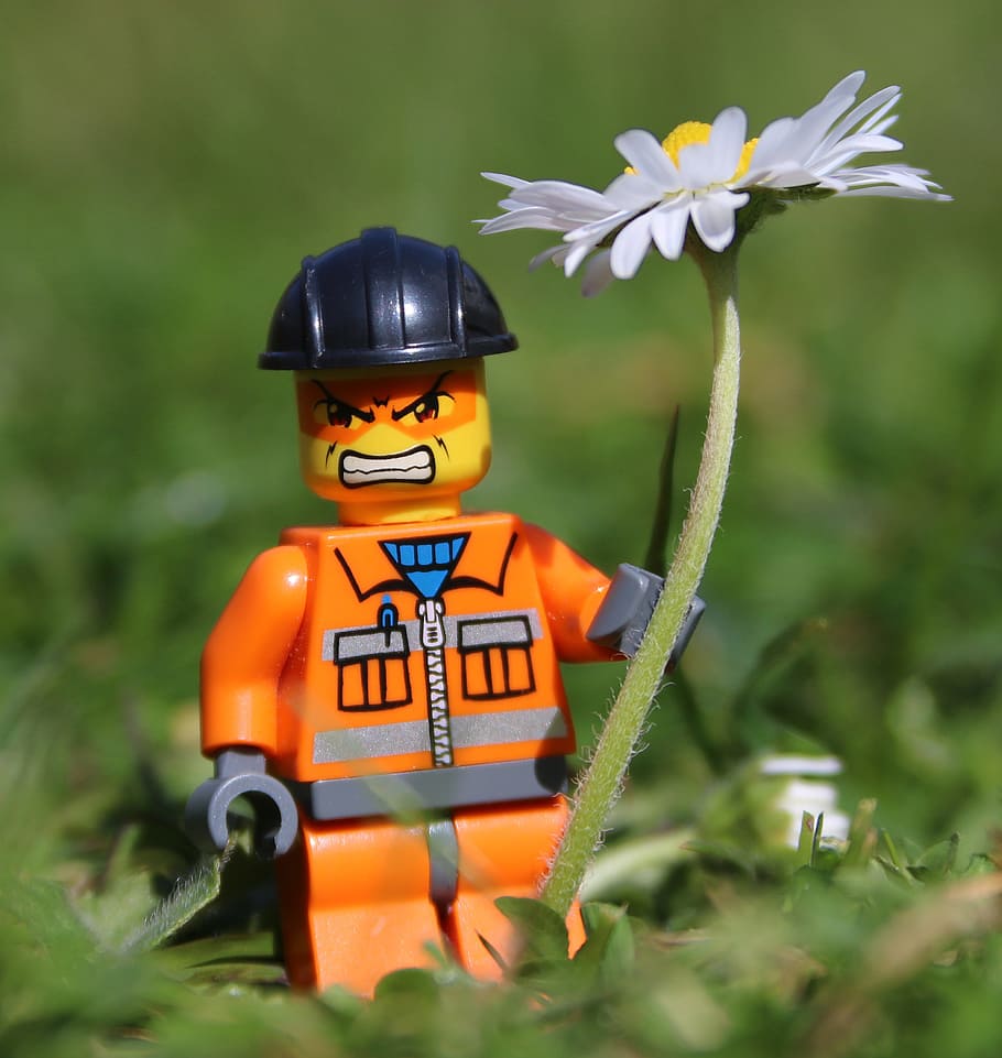 closeup, minifig, standing, white, aster flower, angry, funny, toy man, man, daisy