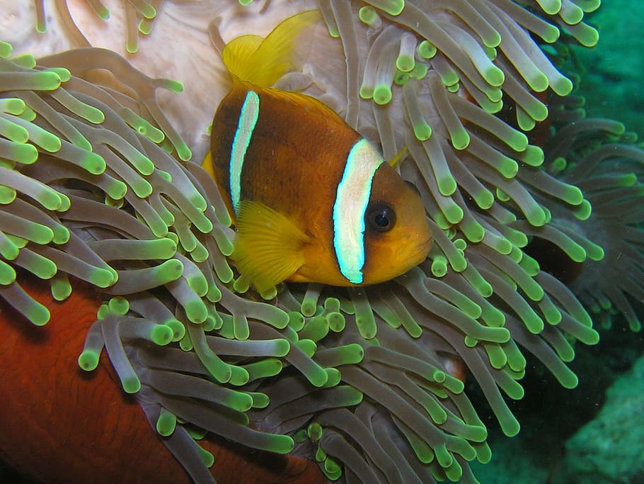 underwater, photography, clown fish, diving, eritrea, red sea, nemo, clownfish anemone, fish, anemonefish