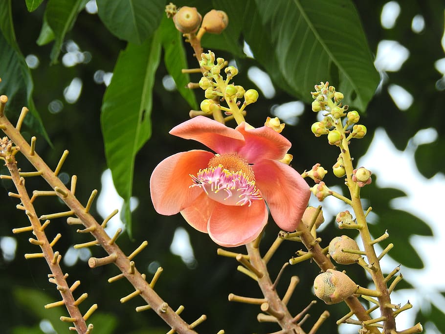 cannon ball tree, thailand, blossom, bloom, flower, nature, plant, growth, flowering plant, fragility