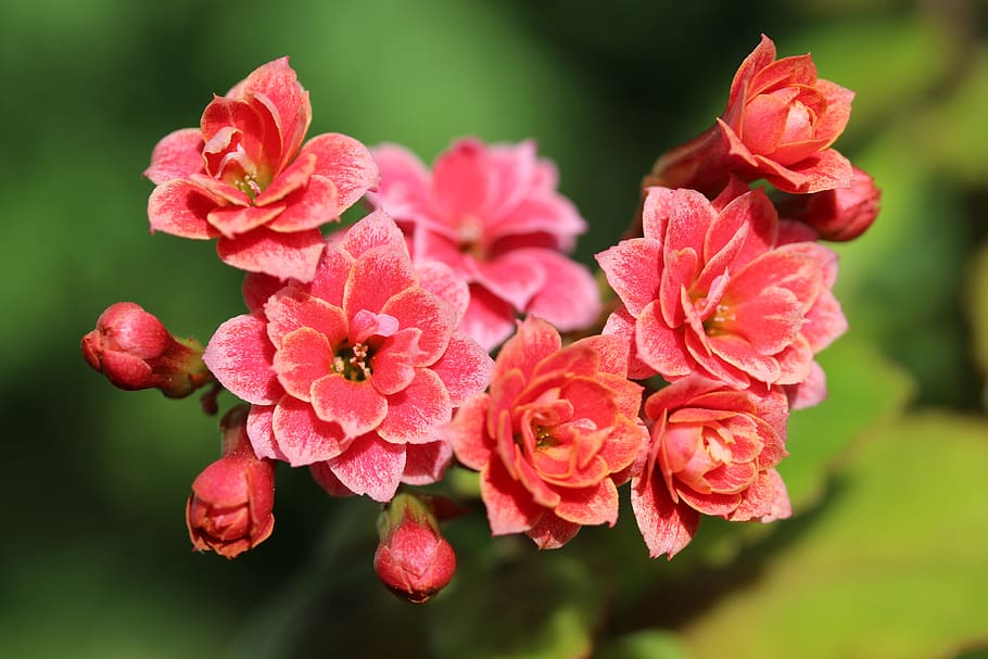 kalanchoe, succulent, flowers, red, petals, orange tinge, bright, springtime, pot plant, nature