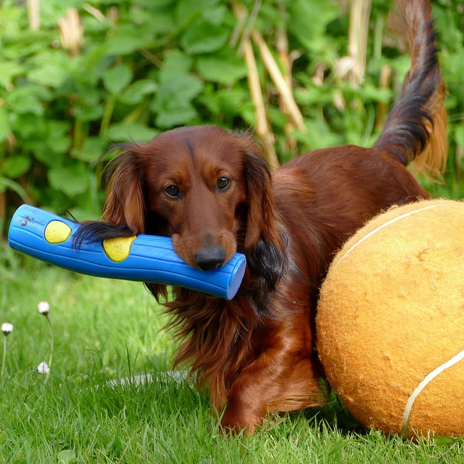 dachshund, dachshund dog, dog, play, pets, grass, one animal, animal, looking at camera, lying down