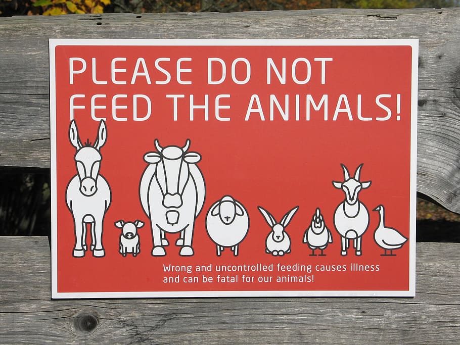 animals, shield, please do not feel the animals, do not feed, donkey, piglet, sheep, chicken, rabbit, goat