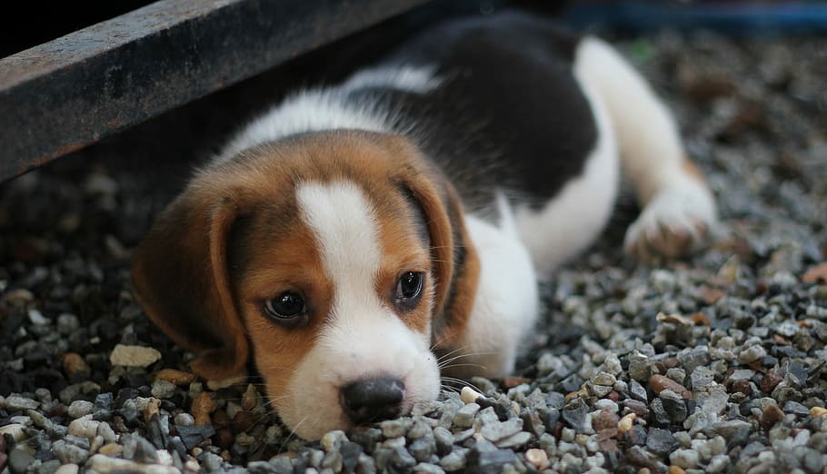 hitam, cokelat, putih, anak anjing beagle, berbaring, kerikil, coklat, beagle, anak anjing, anjing