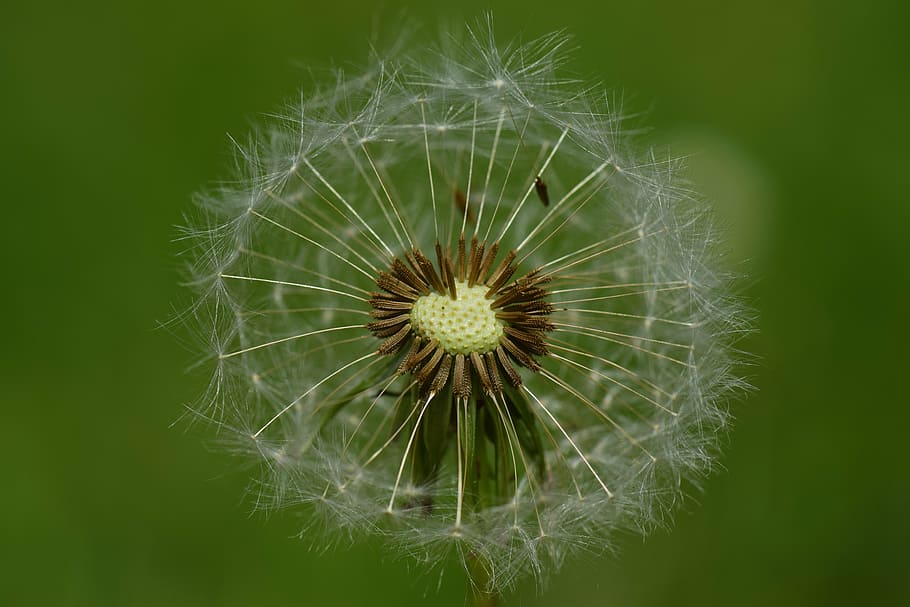 dandelion, wind, nature, seeds, plant, spring, flower, close, pointed flower, meadow