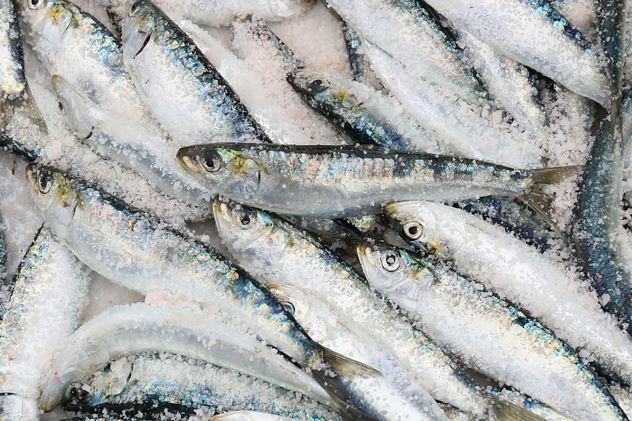 foto de enfoque, peces plateados, marruecos, essaouira, puerto, pescado, sardina, captura, venta, comida
