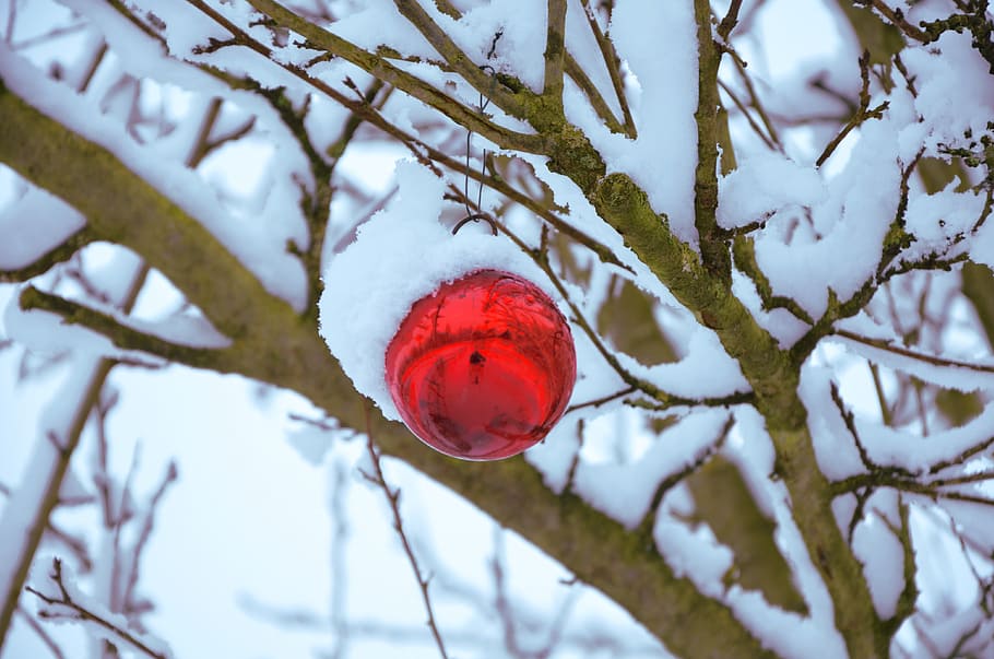 red, bauble, tree, stem, snow, sphere, christmas, decoration, winter, xmas
