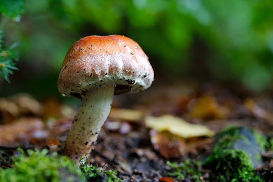 mushroom, rac, nature, toadstool, autumn, moss, cap, spore, plant, macro
