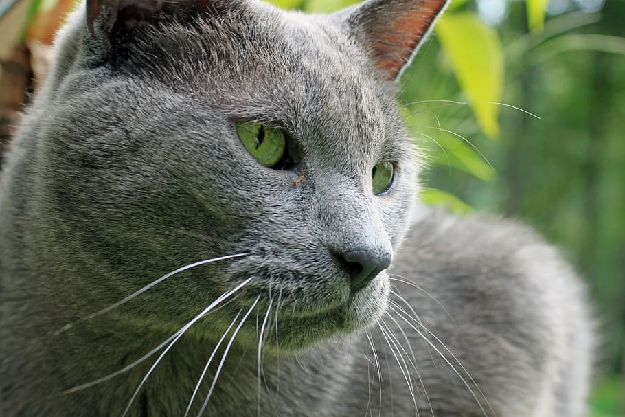cat, pet, male, hybrid, large, gray, rescue, outside, nature, fur