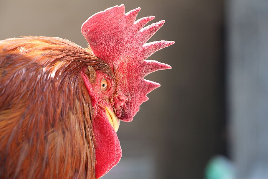 Cock, Animal, Chicken, Surname, a surname, called chicken, rooster, isolated, crowing, agriculture