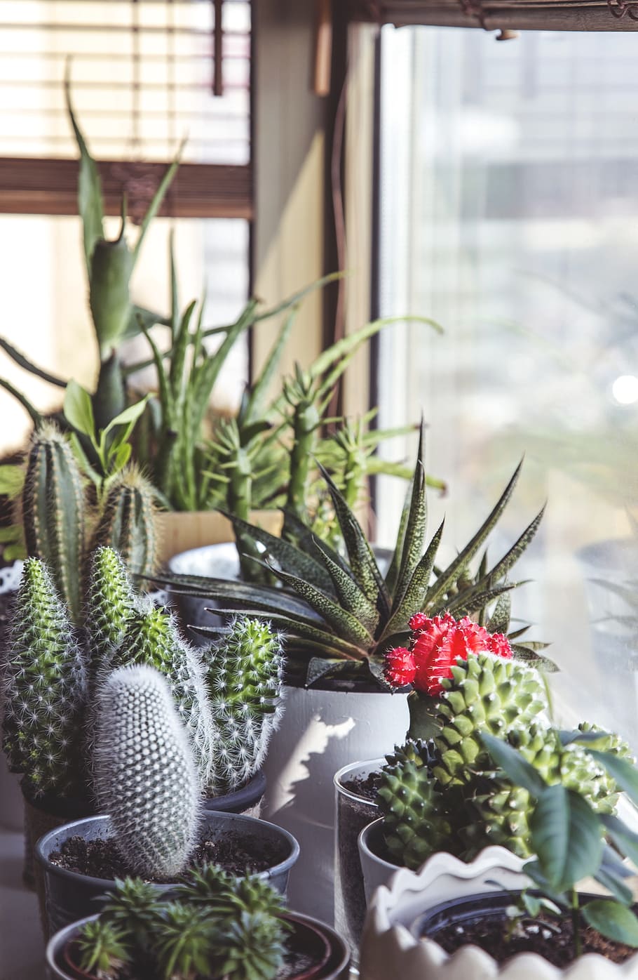 green, cacti, pots, cactus, potted, pot, home, decoration, plant, white