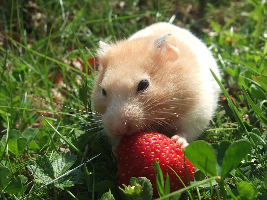 brown, guinea pig, eating, Hamster, Golden, Strawberry, Grass, outdoors, summer, pet