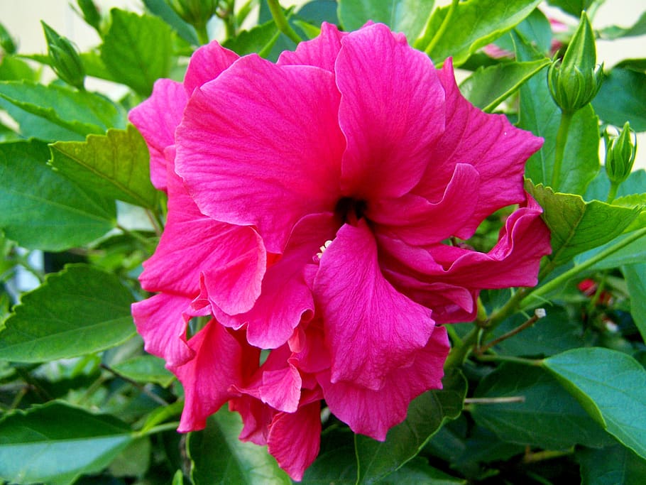 hollyhock, hibiscus, pink, flowering plant, flower, beauty in nature, petal, fragility, plant, vulnerability