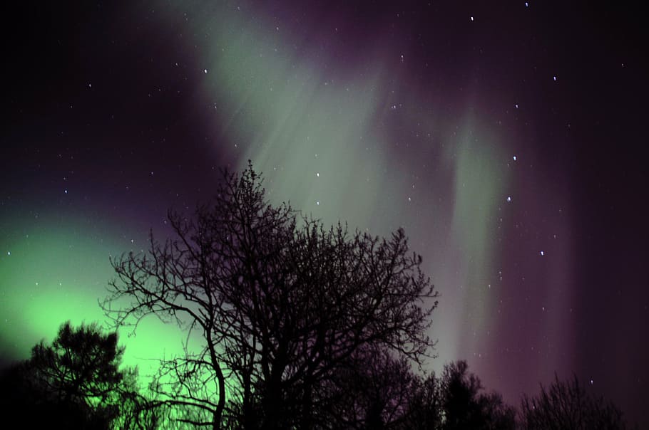 northern lights, aurora polaris, norway, tree, night, plant, beauty in nature, sky, astronomy, star - space