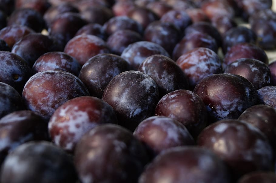 purple graes, plum, fruit, red plum, mature, summer, plant, garden, nature, food and drink