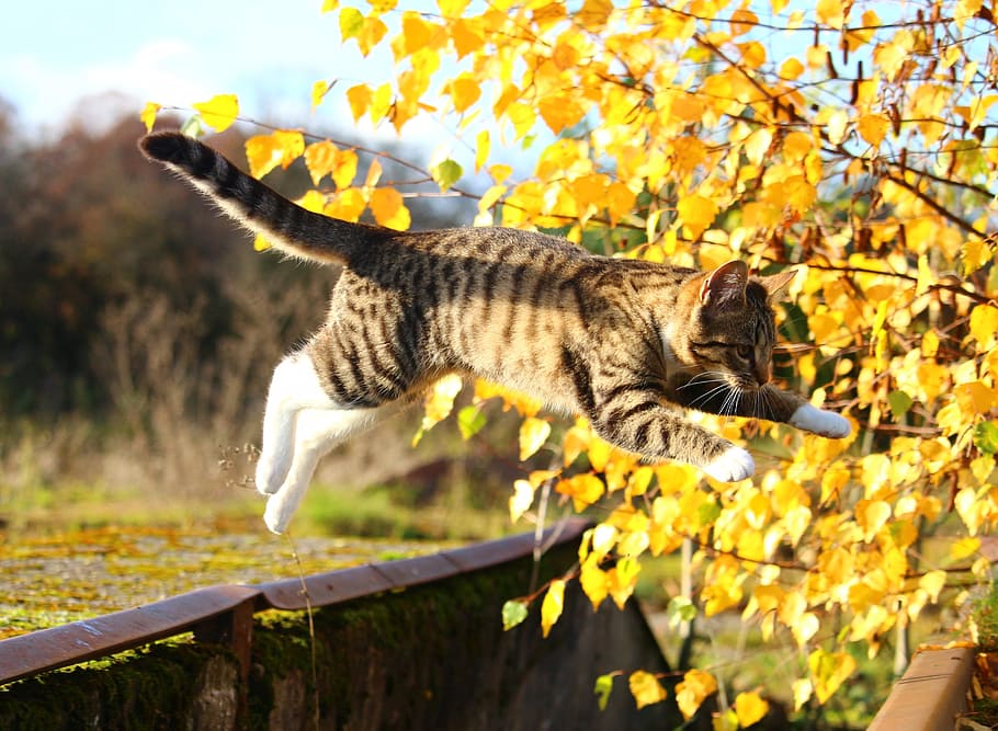 brown, white, cat jump, mid, air, backyard, autumn, cat, leaves, mieze