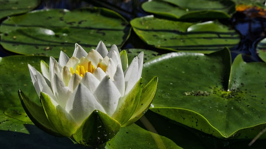 water lily, flower, flower water, nature, lily, water lilies, blooming flowers, plant, green, pond