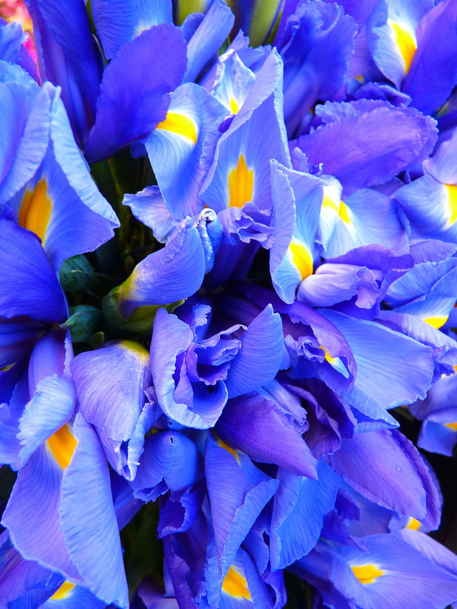 purple flowers, iris, blue, flowers, flower, nature, plant, petal, purple, close-up