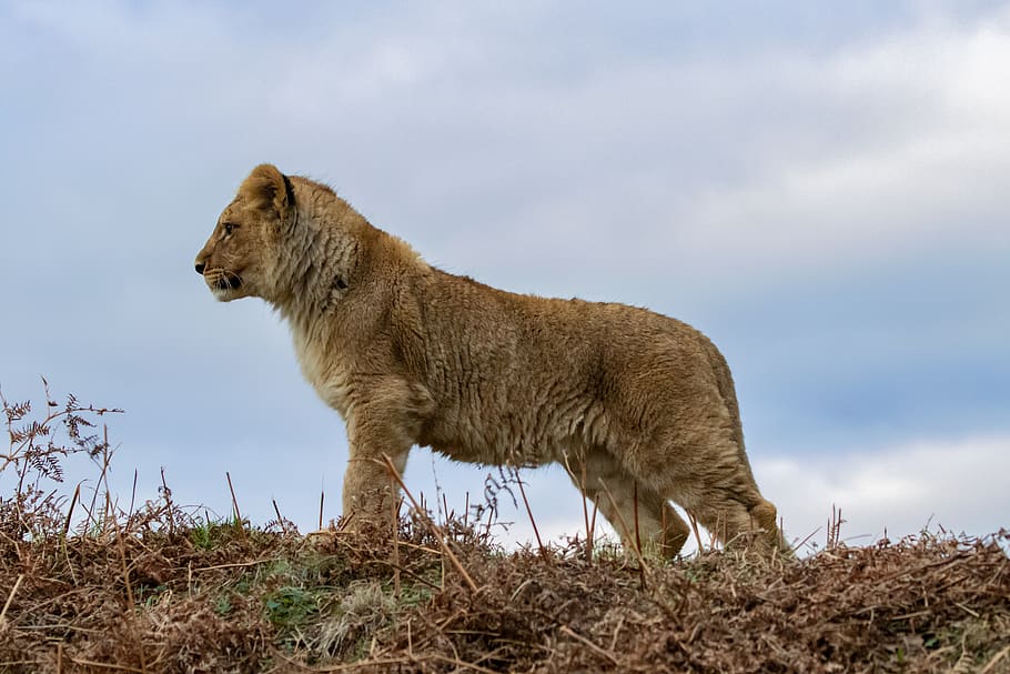 lion cub, baby lion, young lion, captive, predator, safari, cute, nature, mammal, cub